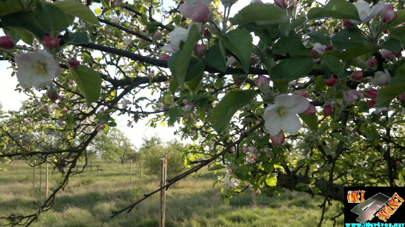 Frühlingserwachen Artern 2014