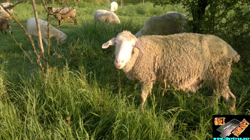 Frühlingserwachen Artern 2014