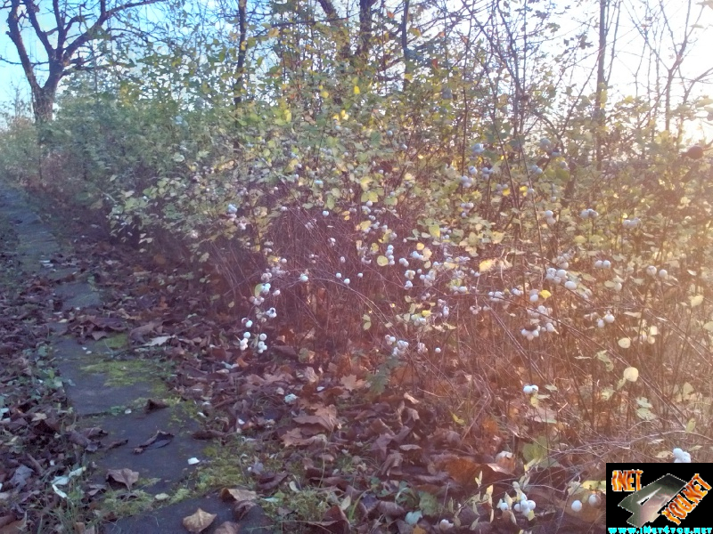 Weinberg am 31. oktober _5