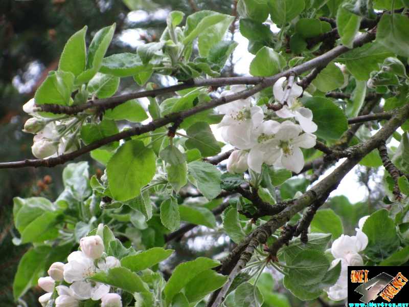 Frühlingserwachen Artern 2014