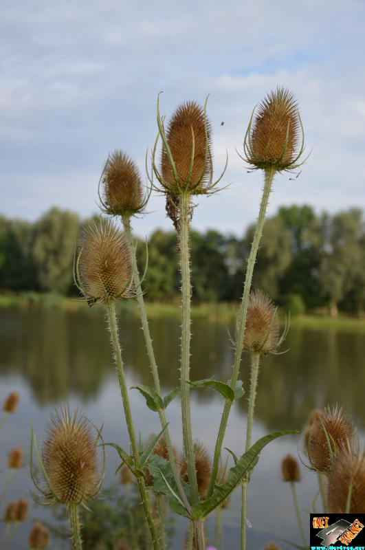 Bilderserie Schönfelder See August 14
