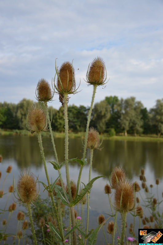 Bilderserie Schönfelder See August 14