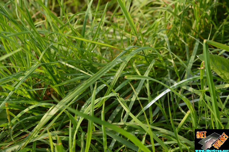 Bilderserie Schönfelder See August 14