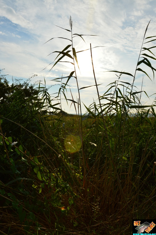 Bilderserie Schönfelder See August 14