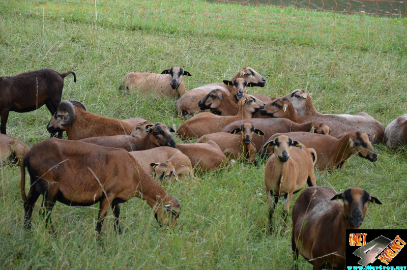 Bilderserie Schönfelder See August 14