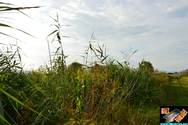 Bilderserie Schönfelder See August 14
